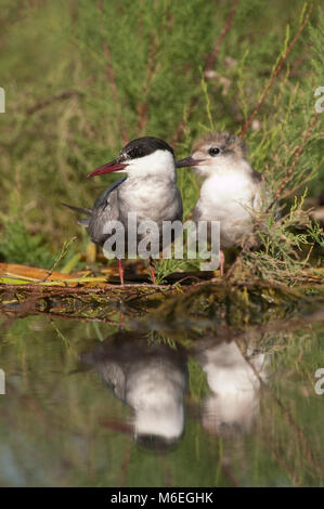 Mignattino piombato per adulti e giovani nel nido con riflessione (Chlidonias hybridus) Foto Stock