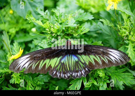 Malesia, farfalla sulla foglia Foto Stock