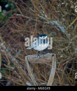Pied Wagtail Montacilla alba appollaiato sulla maniglia della forcella Foto Stock