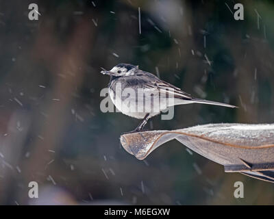Pied Wagtail Montacilla alba appollaiato sul bagno di uccelli nella caduta di neve Foto Stock