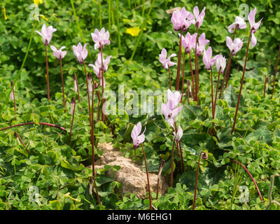 Rosa delicato ciclamino crescente selvatici a Cipro la pianta nazionale dell'isola Ciclamino cyprium Foto Stock