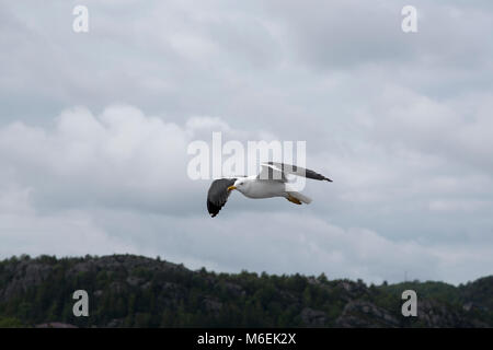 Lesser Black-backed Gabbiani sono abbastanza comuni lungo le rive dell'Europa occidentale e settentrionale. Foto Stock