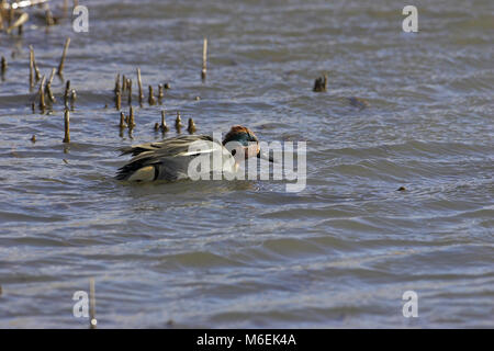 Comune di teal Anas crecca alimentazione maschio Norfolk Inghilterra Foto Stock