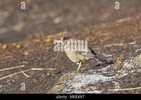 Austral thrush Turdus falcklandii falcklandii maschio adulto nelle Isole Falkland Foto Stock