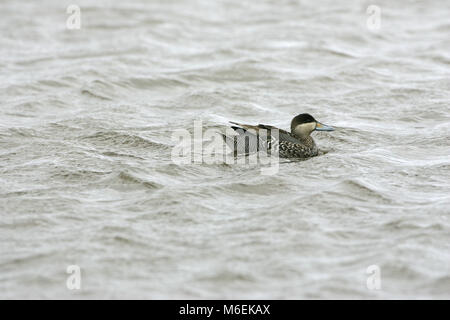 Silver teal Anas versicolor Isole Falkland Foto Stock