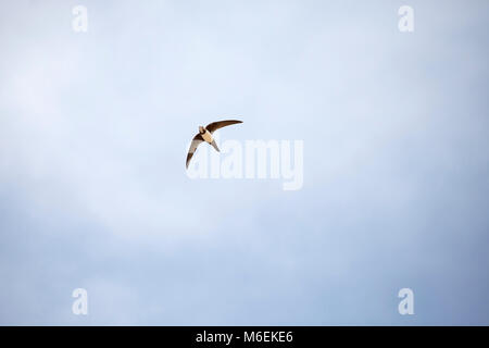 Alpine swift Apus melba in volo Cabo Sardao Portogallo Foto Stock