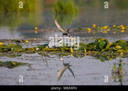 Mignattino piombato Chlidonias hybridus coppia a nido sito tra ninfee vicino Tiszaalpar Kiskunsag Parco Nazionale Dél-alföld Ungheria Foto Stock