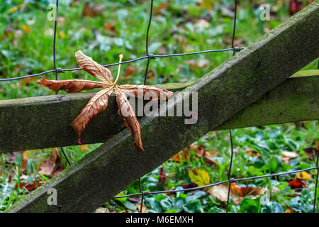 Caduto cavallo morto foglie di castagno in appoggio sul cancello di legno Foto Stock