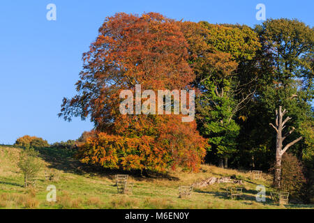 Faggeta in autunno i colori con un cielo azzurro sfondo NEL REGNO UNITO Foto Stock