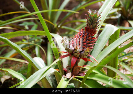 Red ananas (Ananas bracteatus) cresce in una piantagione in Sri Lanka Foto Stock