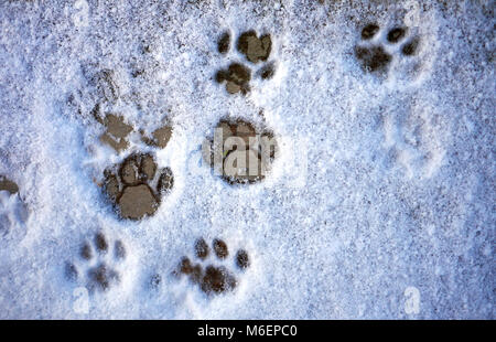 Cat Orme nella neve di luce Foto Stock