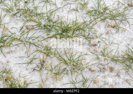 Coperta di neve di grano di inverno foglie durante il 2018 Bestia da est vortice polare condizioni della neve che ha causato problemi molto diffuso. Foto Stock