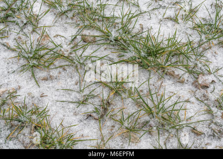 Coperta di neve di grano di inverno foglie durante il 2018 Bestia da est vortice polare condizioni della neve che ha causato problemi molto diffuso. Foto Stock