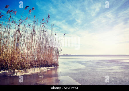 Il pittoresco paesaggio invernale con reed a secco in un lago ghiacciato al tramonto, dai toni di colore immagine Foto Stock