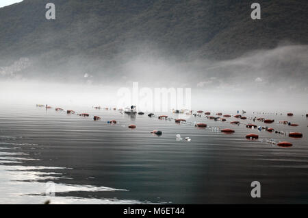 La mattina presto su oyster farm in Kotor bay , il Montenegro Foto Stock