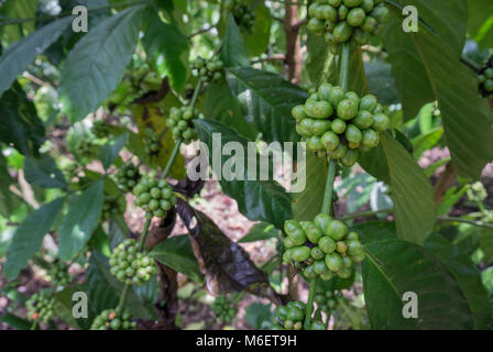 I chicchi di caffè in Pagaralam, a sud di Sumatra Foto Stock