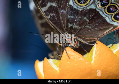 Butterfly closeup su un arancione Foto Stock