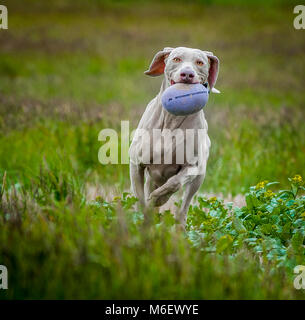 Weimaraner cane che corre in un campo con un manichino di formazione nella sua bocca Foto Stock