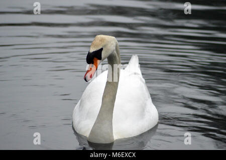 Cigno sul Singleton Park Lake, Swansea, Wales, Regno Unito, nel tardo inverno Foto Stock