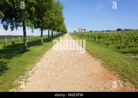 Viale alberato in Vicolo del paese a fianco di una vigna e un edificio rurale in background Foto Stock