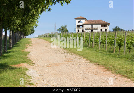 Viale alberato in Vicolo del paese a fianco di una vigna e un edificio rurale in background Foto Stock