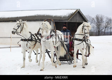 Troika. La corsa di cavalli bianchi in Russia nel giorno di inverno Foto Stock