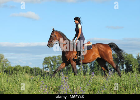 Cavallo al galoppo con pilota femmina Foto Stock