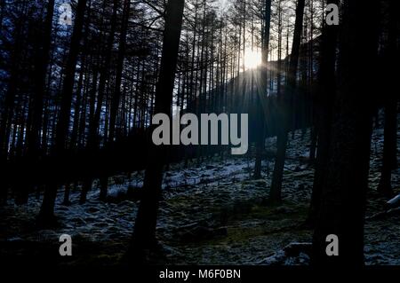 Le ombre degli alberi Foto Stock