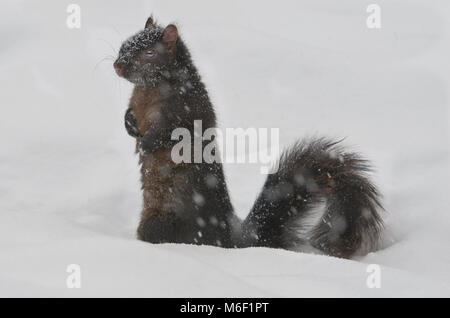 Scoiattolo grigio (Sciurus carolinensis), scuro forma, aka scoiattolo nero, inverno, Michigan STATI UNITI D'AMERICA da saltare Moody/Dembinsky Foto Assoc Foto Stock