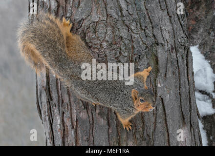 Fox scoiattolo (Sciurus niger), inverno, E STATI UNITI D'AMERICA da saltare Moody/Dembinsky Foto Assoc Foto Stock