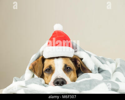 Staffordshire terrier cucciolo ritratto a gettare una coperta di Babbo Natale Natale hat giacente in letto. Chiudere l immagine di funny giovane pitbull cane coperto in pl Foto Stock