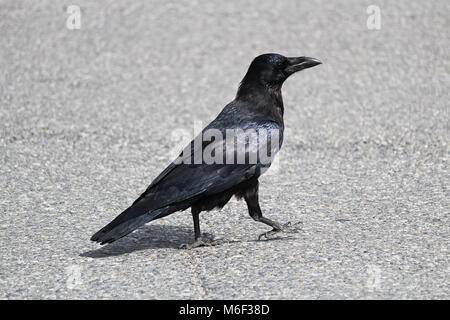 Un corvo a piedi lungo una strada. Foto Stock