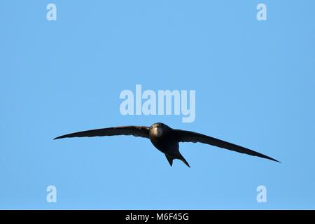 Comune (swift Apus apus) in volo, testa su Vista, Lacock, Wiltshire, Regno Unito, maggio. Foto Stock