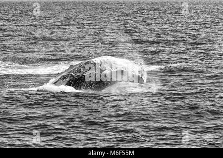 In Australia una balena libera nell'oceano come il concetto di libertà Foto Stock