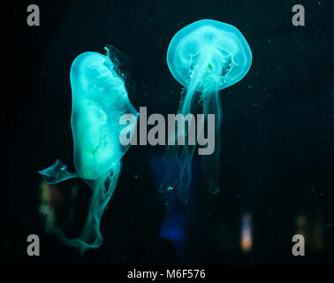 Due azurian meduse blu galleggiante in acqua scura Foto Stock