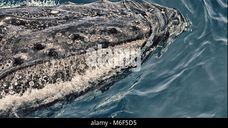 In Australia una balena libera nell'oceano come il concetto di libertà Foto Stock