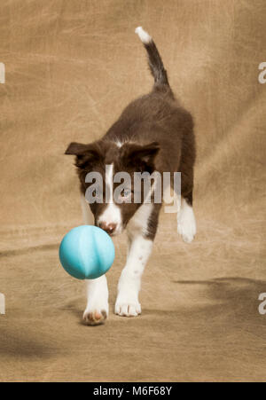 Nove settimane vecchio Border Collie cucciolo a caccia di una sfera blu Foto Stock