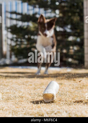 Nove settimane vecchio Border Collie puppy in esecuzione al di fuori Foto Stock