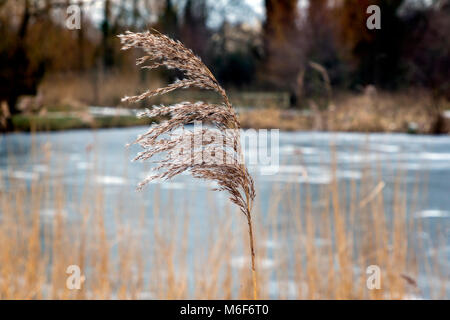 In prossimità di un comune fiore reed testa (Phragmites australis) intorno al watersedge di Ackers Pit, Stockton Heath, Cheshire, Inghilterra, Regno Unito in inverno 2018 Foto Stock