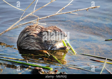 Un topo muschiato seduto su una riva e mangiare i pettini in primavera. Foto Stock