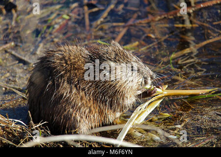 Un topo muschiato seduto su una riva e mangiare i pettini in primavera. Foto Stock