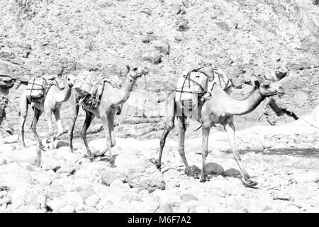 In danakil Etiopia africa nel vecchio fiume secco un sacco di cammelli con la miniera di sale a piedi nella valle del mercato Foto Stock