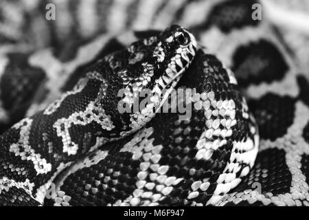 Snake in bianco e nero, Morelia Spilota. Tappeto a spirale python. Close-up ritratto di diamond python. Foto Stock