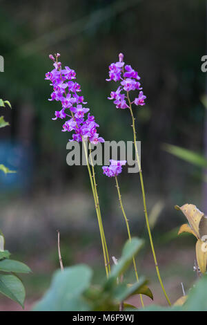 Doritis pulcherrima , giardino di orchidee in inverno o in primavera per la postcard bellezza e agricoltura idea concept design. Dendrobium orchid. Hybrid orchid. Foto Stock