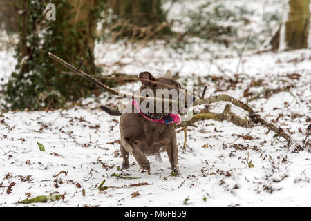 Melton Mowbray 3 Marzo 2018: Blizzards pastella il Regno Unito neve estreme molte parti della Gran Bretagna lone runner, dog walker, il padre e il figlio lo slittino anatre, gabbiani e corvi battaglia per graffi di cibo. Cavalli riparo sotto gli alberi chiesa di Santa Maria in mist congelati stagni e fiumi come fagiano cammina per strada di campagna. Clifford Norton Alamy Live News. Foto Stock