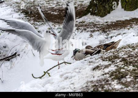 Melton Mowbray 3 Marzo 2018: Blizzards pastella il Regno Unito neve estreme molte parti della Gran Bretagna lone runner, dog walker, il padre e il figlio lo slittino anatre, gabbiani e corvi battaglia per graffi di cibo. Cavalli riparo sotto gli alberi chiesa di Santa Maria in mist congelati stagni e fiumi come fagiano cammina per strada di campagna. Clifford Norton Alamy Live News. Foto Stock