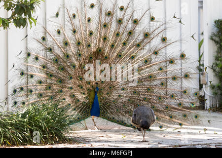 03 Marzo 2018 - Coconut Grove, Flordia, USA: un pavone mette su un display per un passaggio Peahen durante la stagione di accoppiamento su una strada residenziale Foto Stock