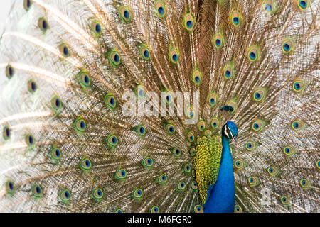 03 Marzo 2018 - Coconut Grove, Flordia, USA: un pavone mette su un display per un passaggio Peahen durante la stagione di accoppiamento su una strada residenziale Foto Stock