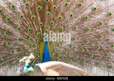 03 Marzo 2018 - Coconut Grove, Flordia, USA: un pavone mette su un display per un passaggio Peahen durante la stagione di accoppiamento su una strada residenziale Foto Stock