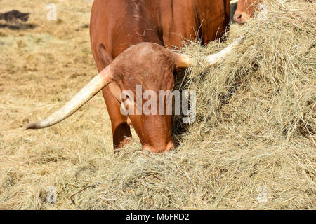 Afrikaner buoi come precursori per i trattori come parte del patrimonio e il contrasto alle moderne operazioni agricole in Sud Africa utilizzato dal 1700 fino a quando e Foto Stock